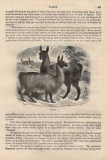 Lamas (Lama Glama) Guanaco (Lama Guanicoe) Bâtons En Bois De 1866