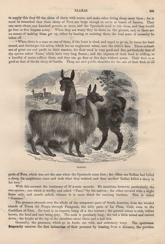 Lamas guanaco - (lama,
