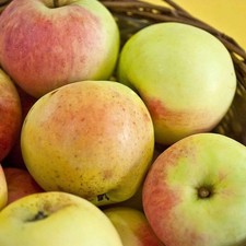 Pommier ancien 'Transparente