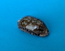 Cypraea Scurra Occidua 35,3 mm Gem Madagascar " Superbe spécimen "