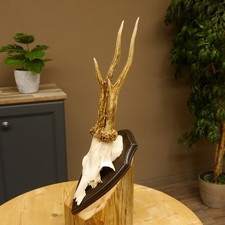 Bois De Cerf "Mörderbock" HL