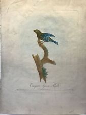 Tangara Syacou adulte