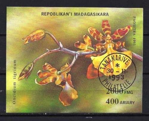 Fleurs orchidées madagascar - fleurs,