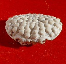 CRABE FOSSILE MIOCÈNE