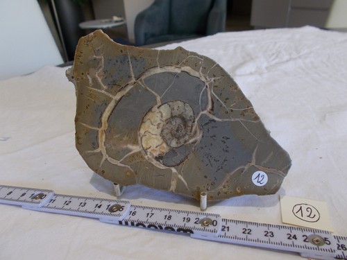 FOSSILE..AMMONITE."SEPTARIA"FR