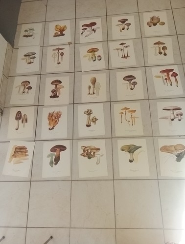 Champignon superbe lot 25 - superbe,