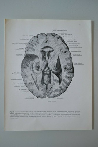 Planche anatomie humaine - planche, d'anatomie