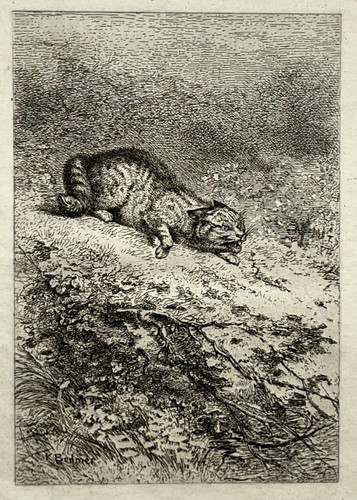 Chat sauvage gravure - sauvage, forte