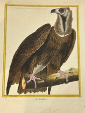 Oiseaux Rapace  "Le Vautour" – Buffon & Martinet – 1770