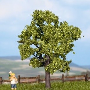 Noch green fruit tree - fruit,