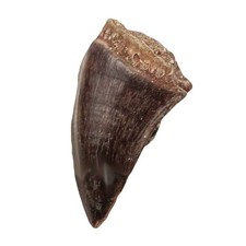 Dent fossile de mosasaure -