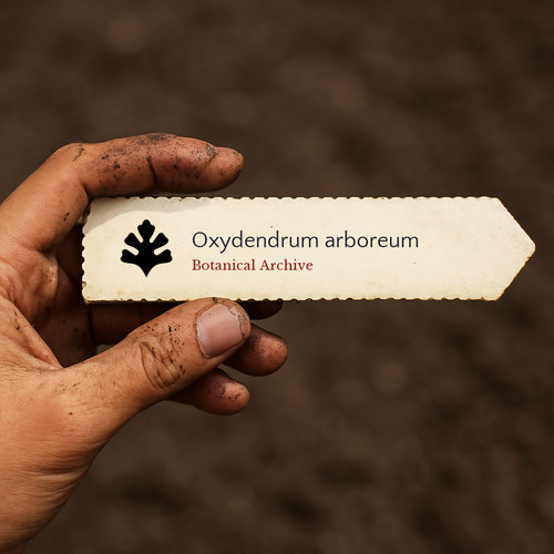 Oxydendrum arboreum seeds - arboreum,