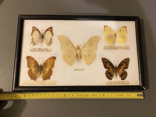 Tableau papillons verre - 5,