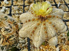10 graines d'ASTROPHYTUM