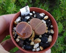 LITHOPS HOOKERI MARGINATA plante grasse succulente succulento caudex euphorbe