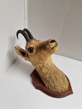 Trophée Tête Chamois Naturalisé 1979  Taxidermie  Signé