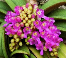 🌸 Schoenorchis fragrans – Orchidée miniature parfumée rare – Plante tropicale
