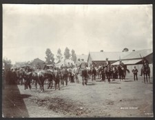 Afrique du Sud. Buying Horses