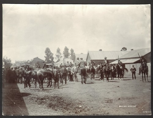 Afrique sud buying horses - sud.,