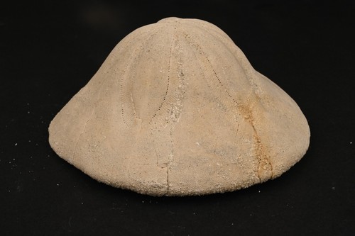 Oursin fossile clypeaster - oursin,