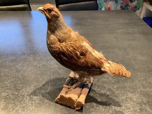 Taxidermie oiseaux perdrix - :,