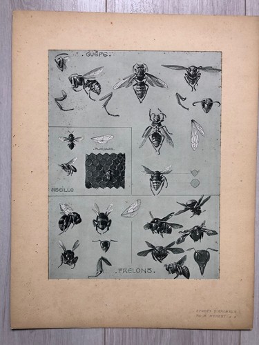 Planche mathurin meheut - de,