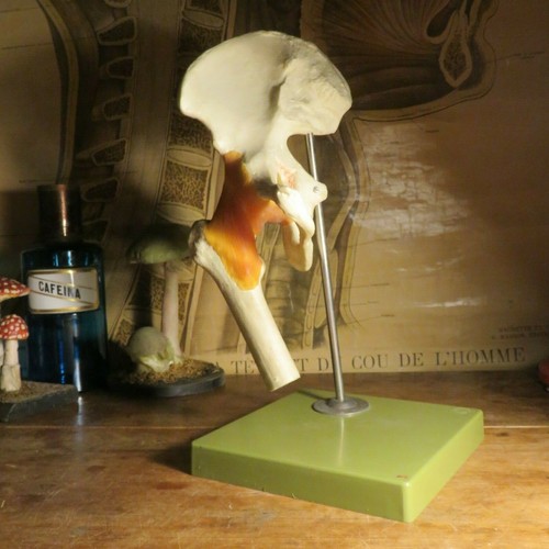 Vintage somso hip joint - ,