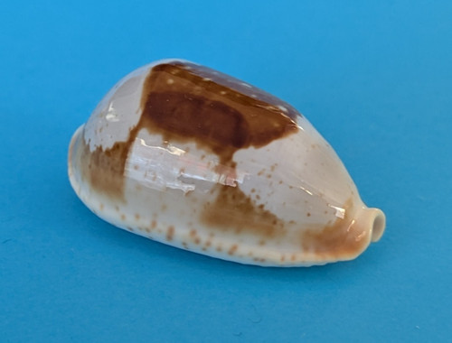 Cypraea stolida crossei 7 - stolida,
