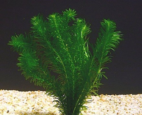 Elodee egeria densa 15 - ,