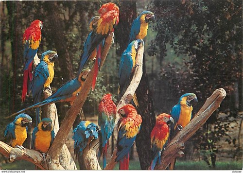 Carte postale animaux - carte,