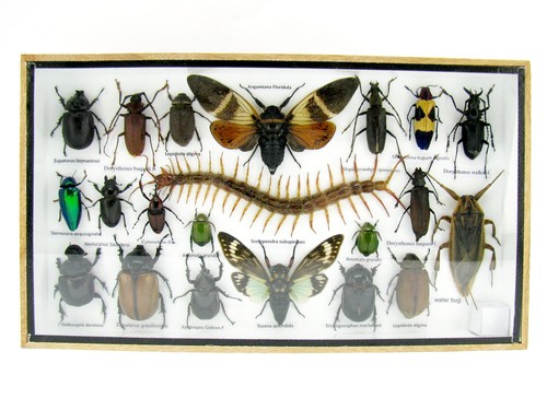 Insectes exotiques réel - -,