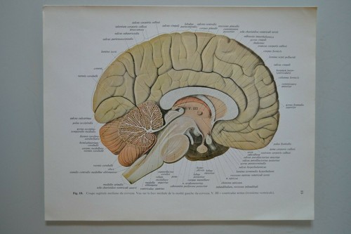 Planche anatomie humaine - d'anatomie,