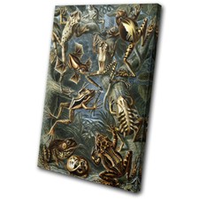 Botanical Frog Toad Vintage