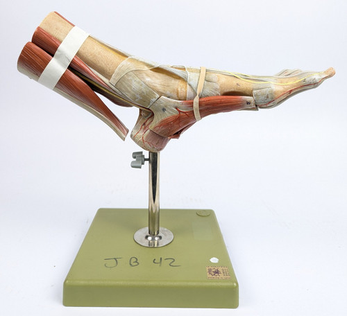 Somso ns9 muscles - somso, of