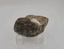 CRAB CLAW Fossil