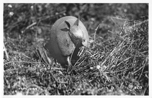 Cpa animaux carte photo - animaux, d'un