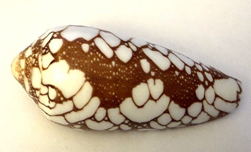 Coquillage conus conidae - coquillage ,