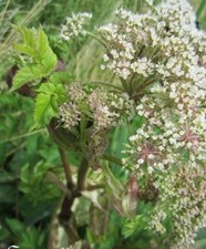 ♫ ANGELIQUE -Angelica