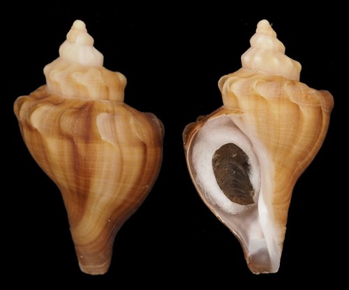 Coquillage collection - de,