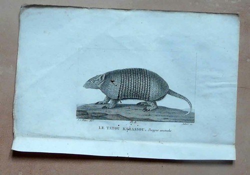 Gravure animalière xix - , xix°