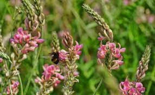 Graines sainfoin - graines, de
