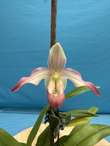 Phragmipedium professor braem - phragmipedium,
