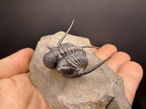 Exquisite cyphaspis trilobite - exquisite,