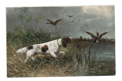 Chien arrêt chasse - d'arrêt,