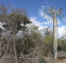 Pachypodium mikea SEEDS -