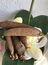 Lot 10 GRAINE  DE PAIX / " NDiDEM " JUJUBE ´ / EPICES D’AFRIQUE