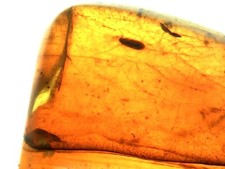 Ambre naturelle de Birmanie – inclusions insectes et végétaux – 11.32 cts