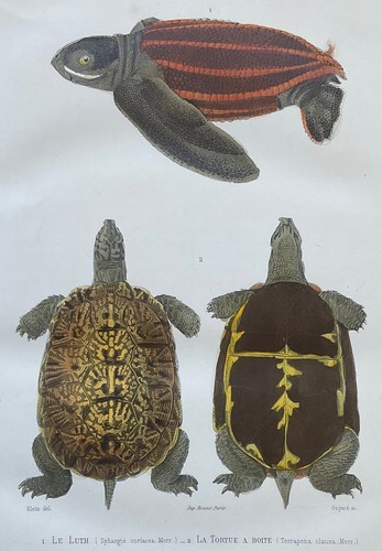 Zoologie luth tortue boîte - à,