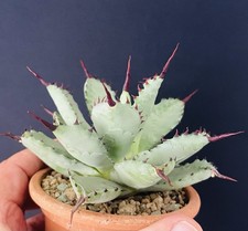 Agave Potatorum Midget