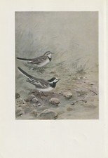 Bachstelze (Motacilla Alba)